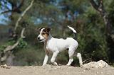 PARSON RUSSEL TERRIER 033